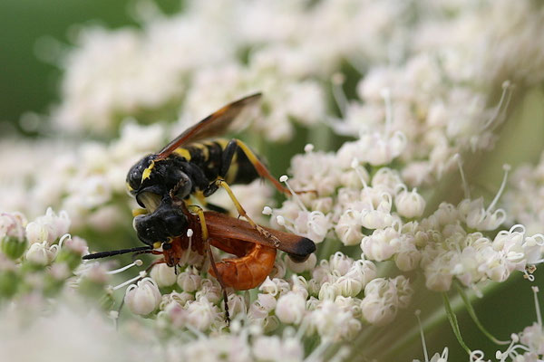 Wespe mit Weichkäfer