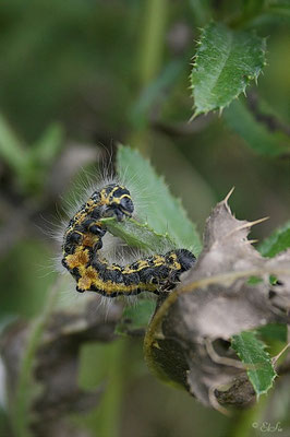 Raupe des Mondvogels (Phalera bucephala)