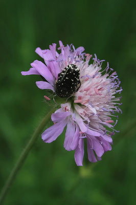 Trauerrosenkäfer (Oxythyrea funesta)