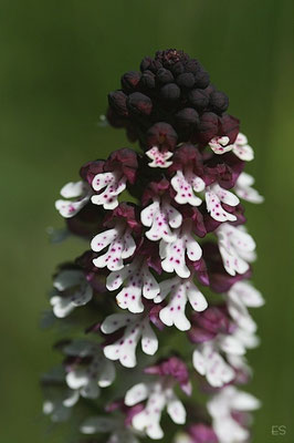 Brandknabenkraut (Orchis ustulata)