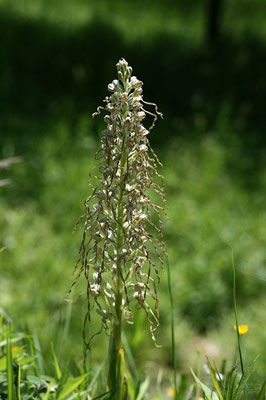 Bocks Riemenzunge (Himatoglossum hircinum)