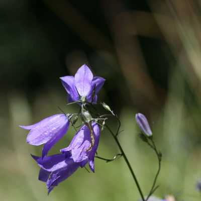 Glockenblume