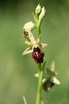 Spinnen Ragwurz (Ophrys sphegodes)