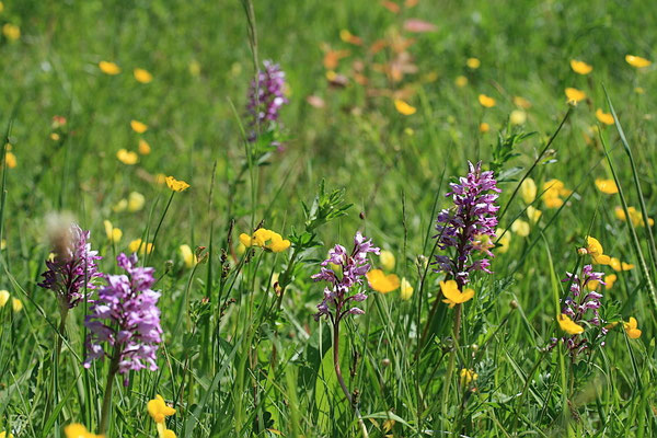 Orchideenwiese