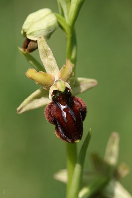 Spinnen Ragwurz (Ophrys sphegodes)