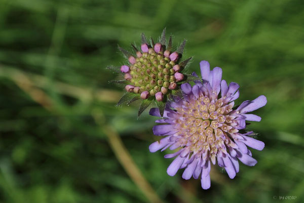 Wiesenskabiose