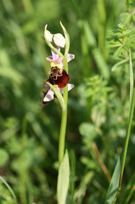 Hummel Ragwurz (Ophrys holoserica)