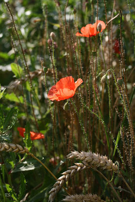 Mohn