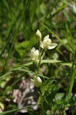 Weißes Waldvöglein (Cephalanthera damasonium)