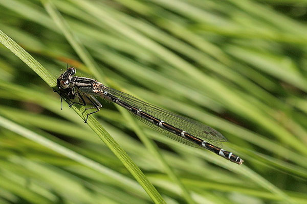 Federlibelle (Platycnemis pennipes)