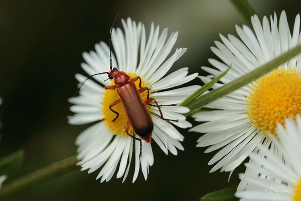 Weichkäfer auf Feinstrahl