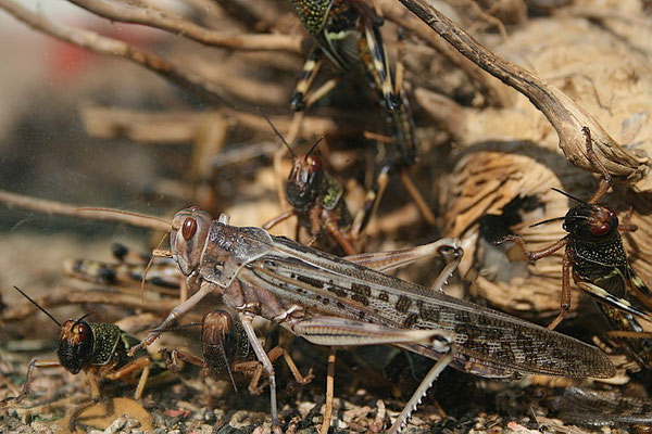 Wanderheuschrecke (Locusta migratoria)