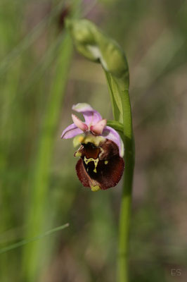 Hummel Ragwurz (Ophrys holoserica)
