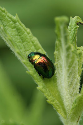 Blattkäfer (Chrysomela menthastri)