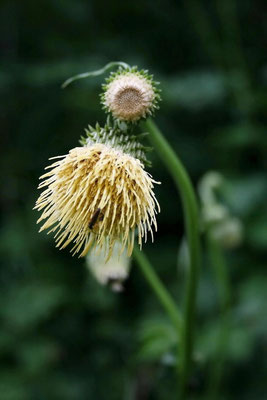Klebrige Kratzdistel