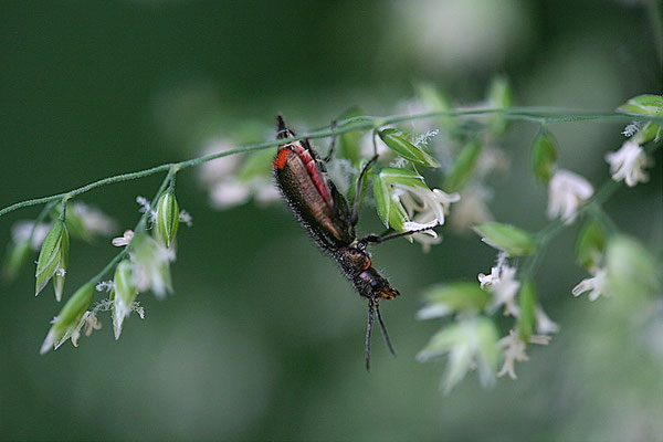 Malachitkäfer (Malachius bipustulatus)