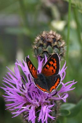 Feuerfalter (Lycaena phlaeas)