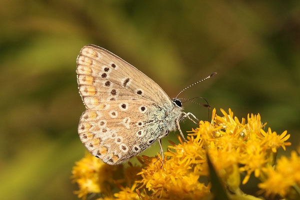 Hauhechel Bläuling Weibchen