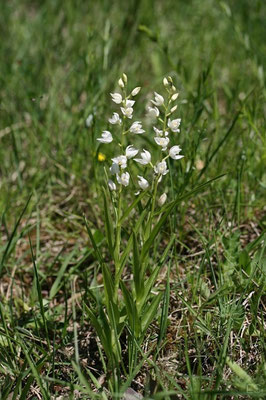 Schwertblättriges Waldvöglein (Cephalanthera longifolia)