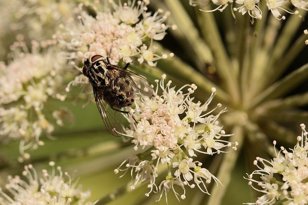 Fliege (Graphomya  maculata)