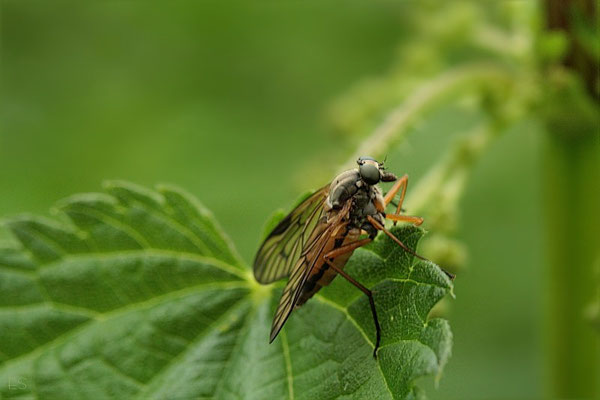 Raubfliege (Symphoromyia immaculata)