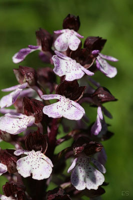 Purpurknabenkraut (Orchis purpurea)
