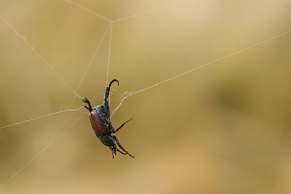 Silbriger Purzelkäfer  im Spinnennetz