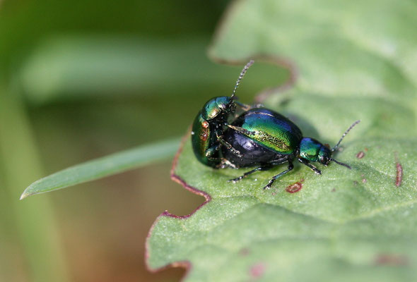 Blattkäfer (Chrysomela menthastri)