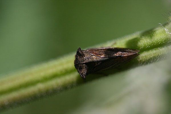 Buckelzirpe(Centrotus cornutus)