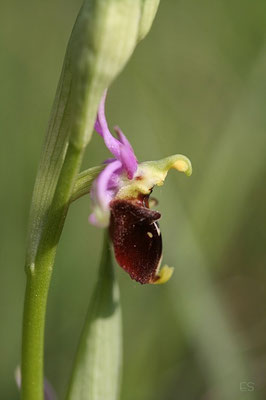 Hummel Ragwurz (Ophrys holoserica)