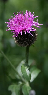 Flockenblume
