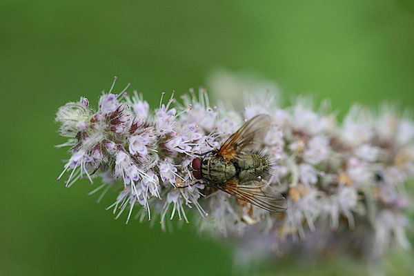 Kleine Fleischfliege