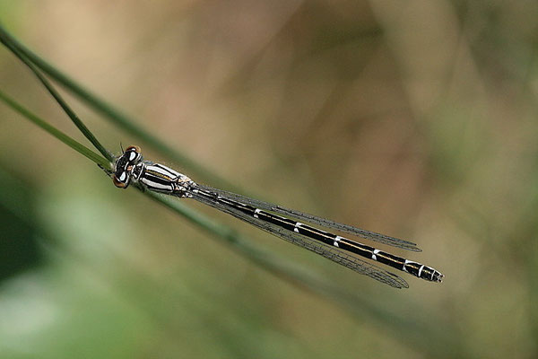 Federlibelle