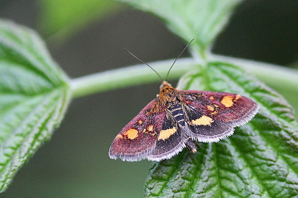 Purpurroter Zünsler (Pyrausta purpuralis)