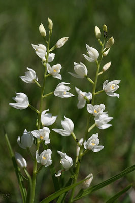 Schwertblättriges Waldvöglein (Cephalanthera longifolia)