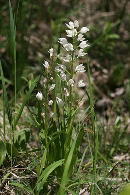 Schwertblättriges Waldvöglein (Cephalanthera longifolia)