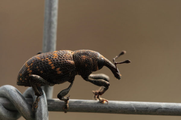 Großer Brauner Rüssler (Hylobius abietes)