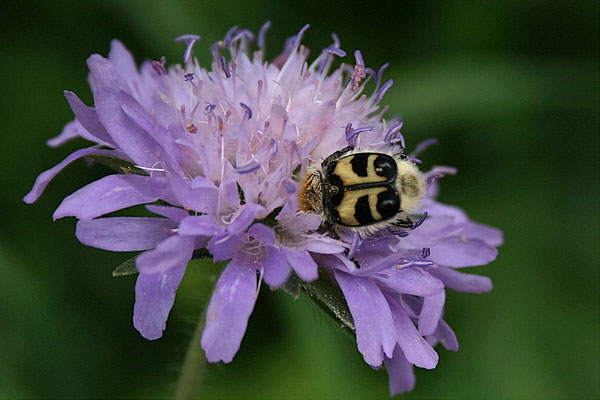 Pinselkäfer (Trichius fasciatus)