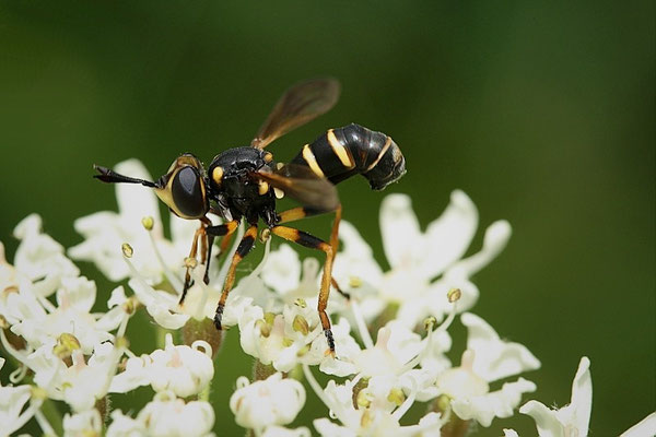 Waffenfliege (Xylomia maculata)?