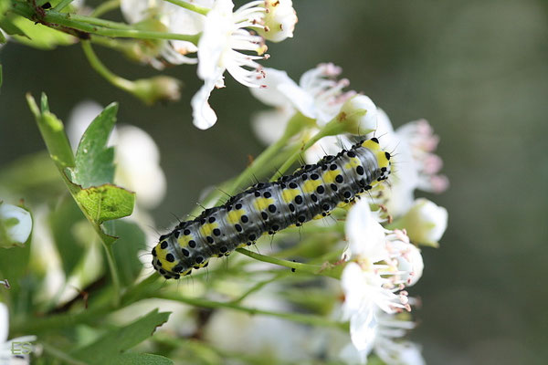 Raupe des Blaukopf (Diloba caeruleocephala)
