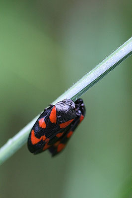 Blutzikade ( Cercopis vulnerata)