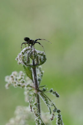 Springspinne