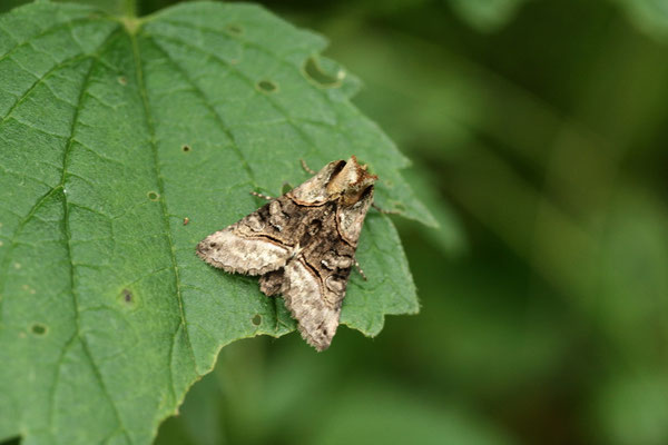 Striegeleule (Oligia strigilis)