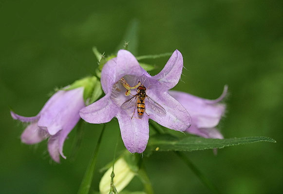 Schwebfliege