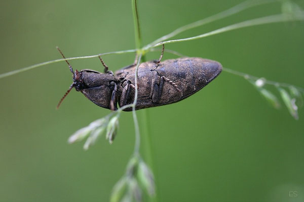 (Capnodis tenebrionis) Prachtkäfer