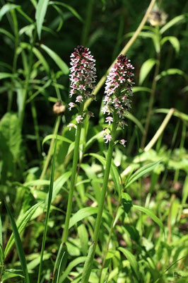 Brandknabenkraut (Orchis ustulata)