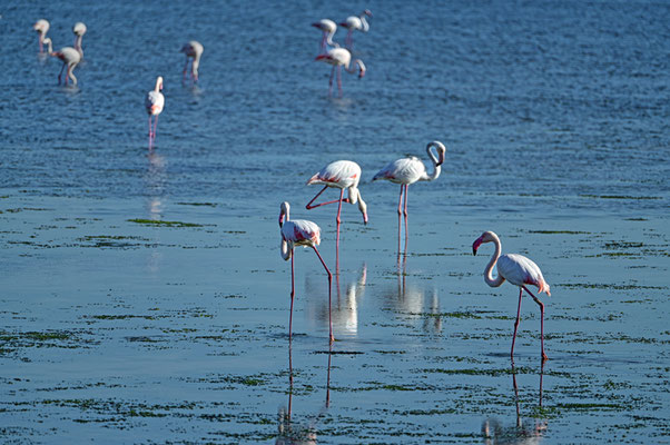 Flamingos am Strand