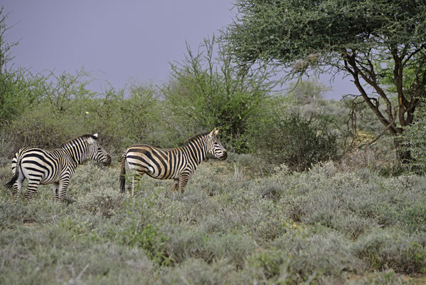 Unterwegs in Kenia