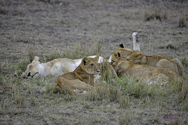 Löwenfamilie in der Masai Mara