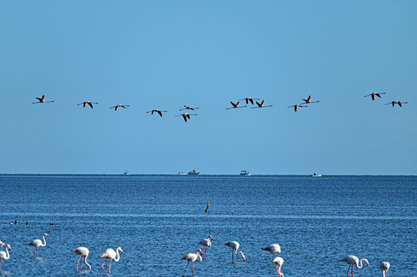 Flamingos am Strand